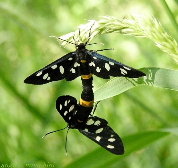 Amata phegea e Zygaena ephialtes